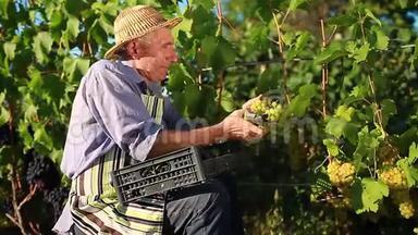 农民在生态农场种植葡萄. 男人用朊病毒切割绿色喜悦的餐桌葡萄